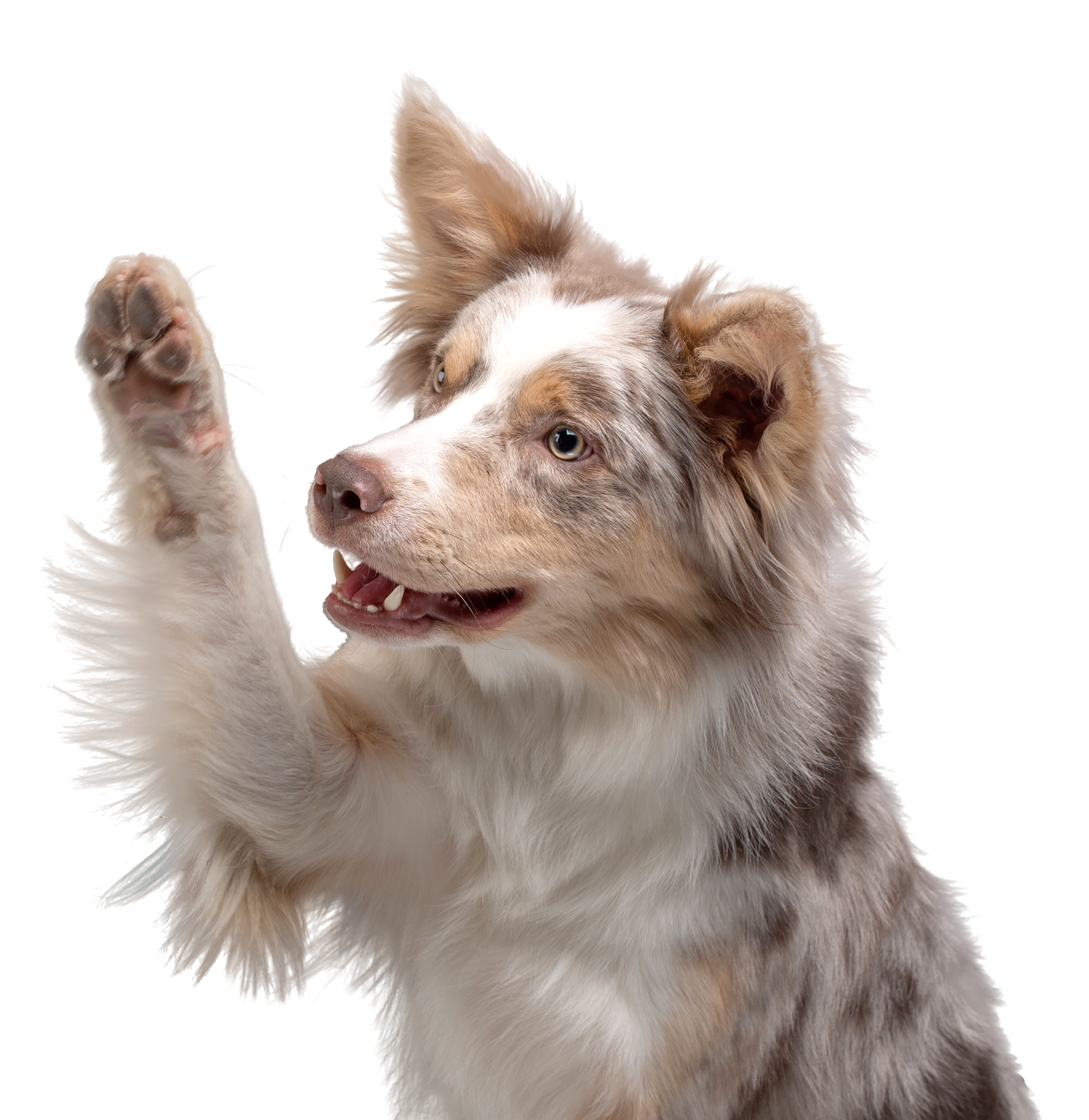 image of dog