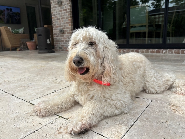 Pet