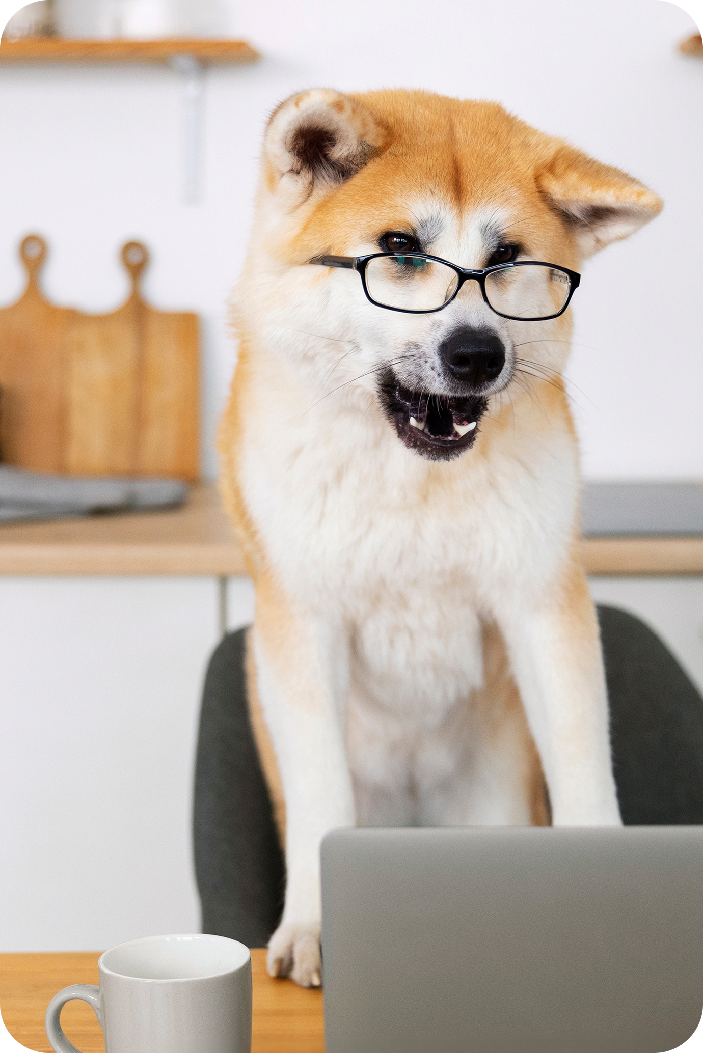 image of a dog wearing spectacles and comically working on a laptop